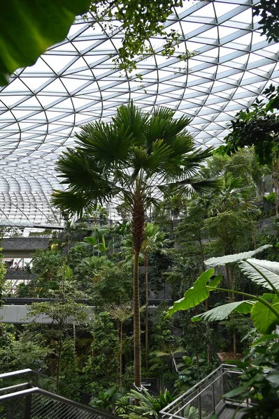 Changi Singapore July 2022 Modern Landscapes Changi Airport — Φωτογραφία Αρχείου