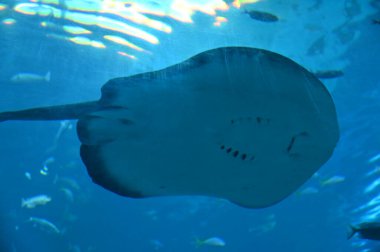 Sentosa, Singapur - 14 Temmuz 2022: Sentosa Adası Tarihi Binalar ve Turist Çekimleri, Singapur