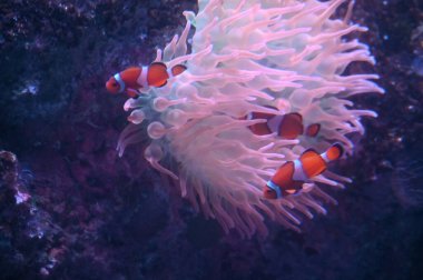 Sentosa, Singapur - 14 Temmuz 2022: Sentosa Adası Tarihi Binalar ve Turist Çekimleri, Singapur