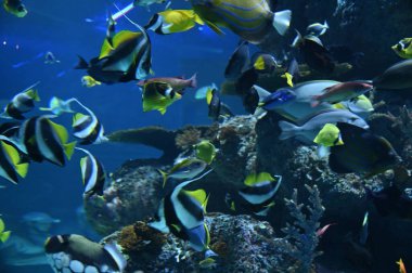 Su Altında Okyanus, Mercan Resifi ve Balıklar