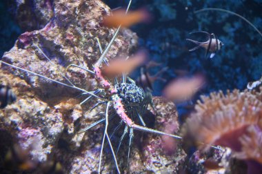 Su Altında Okyanus, Mercan Resifi ve Balıklar