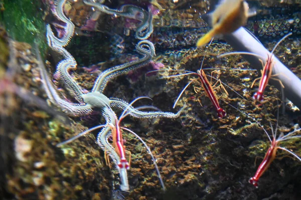 Water View Ocean Coral Reef Fishes — Φωτογραφία Αρχείου