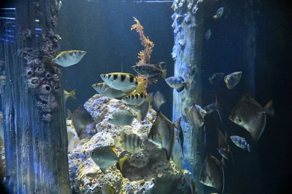 Unter Wasser Blick Auf Ozean Korallenriff Und Fische — Stockfoto