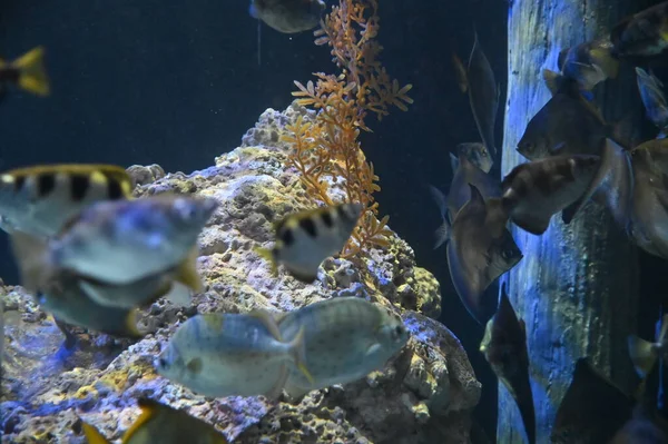 Unter Wasser Blick Auf Ozean Korallenriff Und Fische — Stockfoto