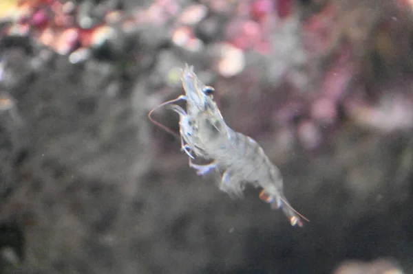 Unter Wasser Blick Auf Ozean Korallenriff Und Fische — Stockfoto