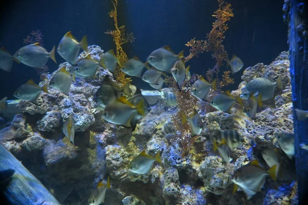 Water View Ocean Coral Reef Fishes —  Fotos de Stock