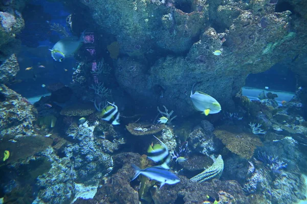 Pod Wodą Widok Ocean Rafa Koralowa Ryby — Zdjęcie stockowe