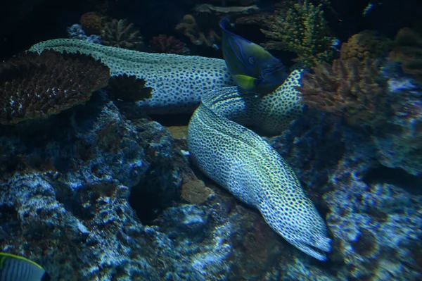 Water View Ocean Coral Reef Fishes — Zdjęcie stockowe