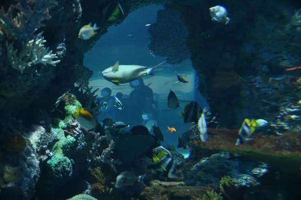 Water View Ocean Coral Reef Fishes — Fotografia de Stock