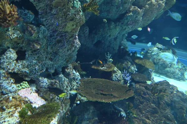 Pod Vodou Pohled Oceán Korálové Útesy Ryby — Stock fotografie