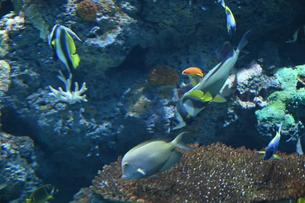Pod Wodą Widok Ocean Rafa Koralowa Ryby — Zdjęcie stockowe