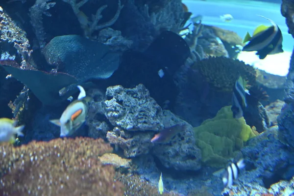 Water View Ocean Coral Reef Fishes — Fotografia de Stock