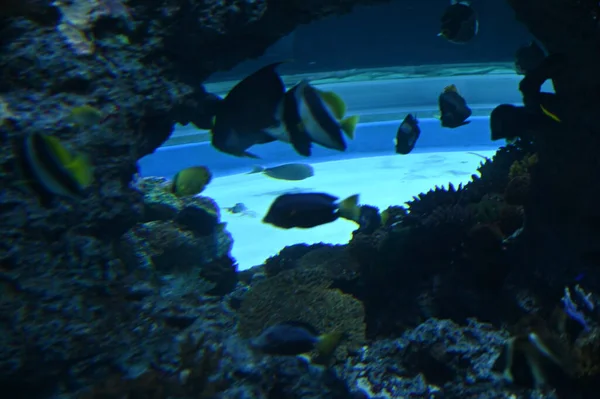 Unter Wasser Blick Auf Ozean Korallenriff Und Fische — Stockfoto