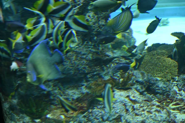 Sob Vista Aquática Oceano Recife Coral Peixes — Fotografia de Stock