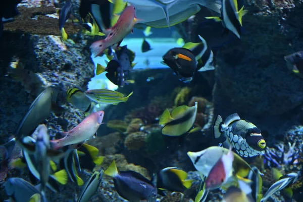 Water View Ocean Coral Reef Fishes — Fotografia de Stock