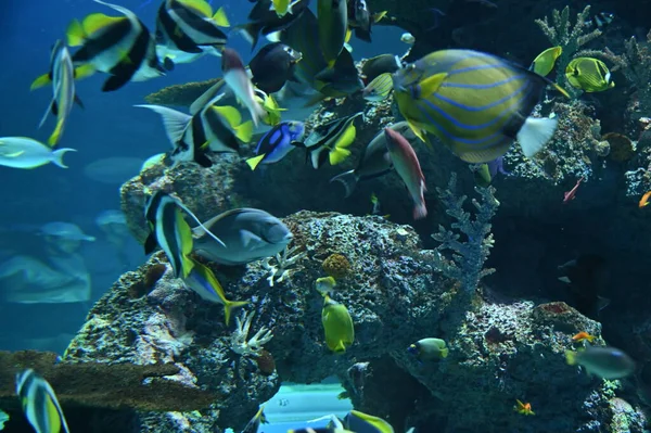 Onder Water Uitzicht Oceaan Koraalrif Vissen — Stockfoto