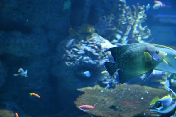 Water View Ocean Coral Reef Fishes — Φωτογραφία Αρχείου