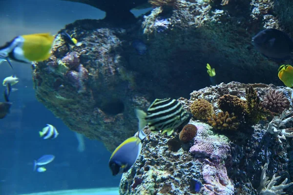 Water View Ocean Coral Reef Fishes —  Fotos de Stock