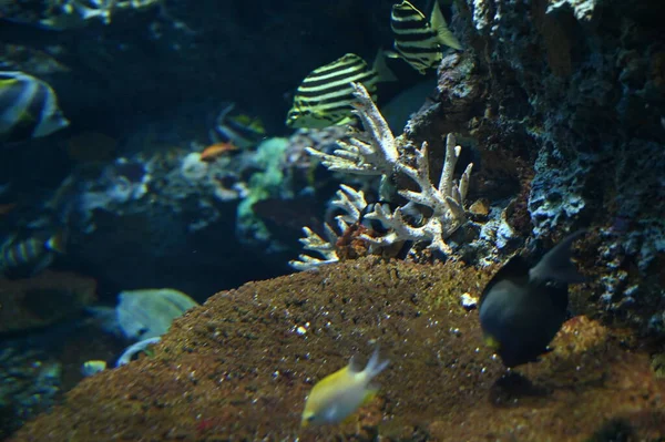 Water View Ocean Coral Reef Fishes — Fotografia de Stock