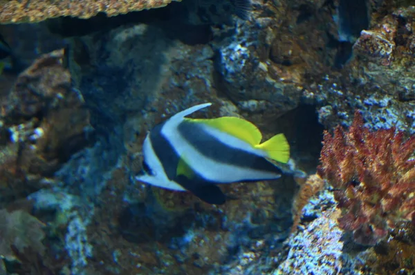 Unter Wasser Blick Auf Ozean Korallenriff Und Fische — Stockfoto