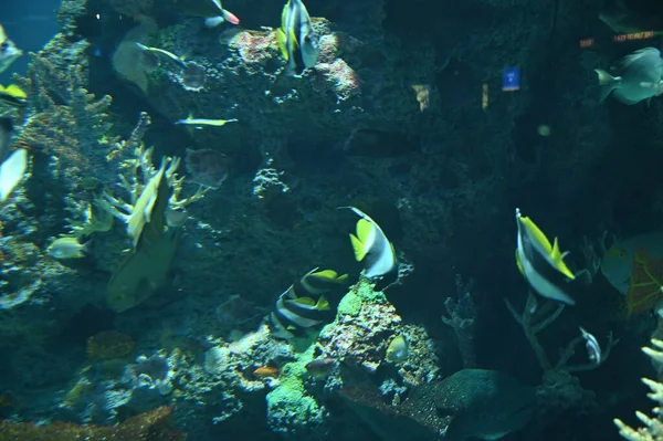 Water View Ocean Coral Reef Fishes — стоковое фото