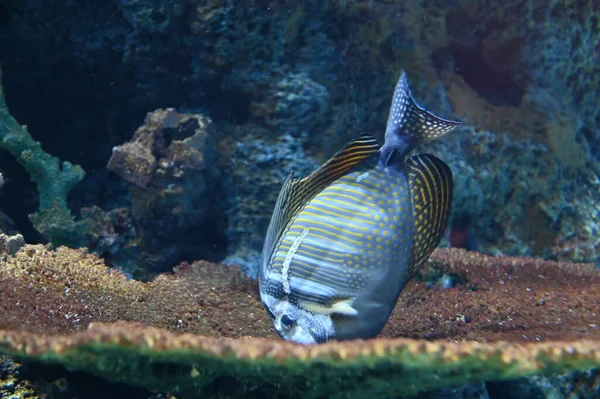 Unter Wasser Blick Auf Ozean Korallenriff Und Fische — Stockfoto