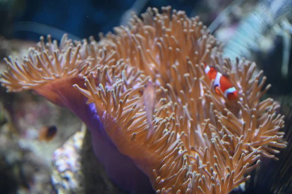 Unter Wasser Blick Auf Ozean Korallenriff Und Fische — Stockfoto