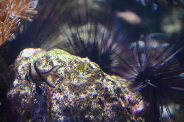 Altında Okyanus Mercan Resifi Balıklar — Stok fotoğraf
