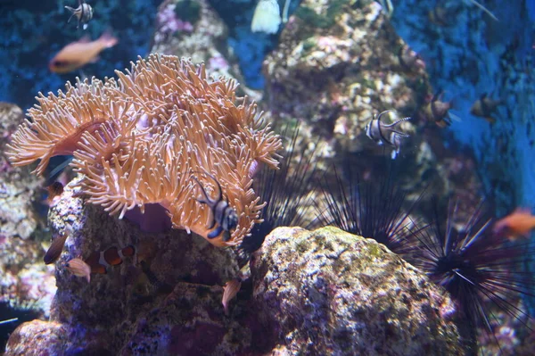 Water View Ocean Coral Reef Fishes — 图库照片