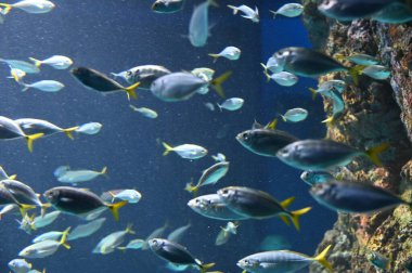 Su Altında Okyanus, Mercan Resifi ve Balıklar