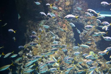 Su Altında Okyanus, Mercan Resifi ve Balıklar