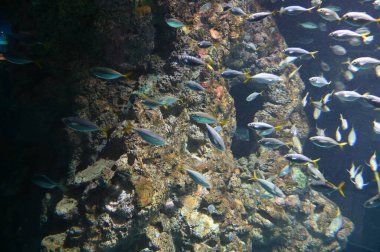 Su Altında Okyanus, Mercan Resifi ve Balıklar