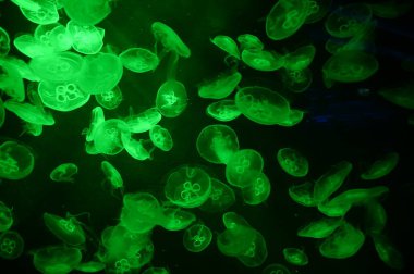 Su Altında Okyanus, Mercan Resifi ve Balıklar