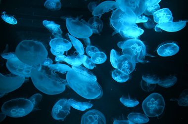 Under Water View of the Ocean, Coral Reef and Fishes