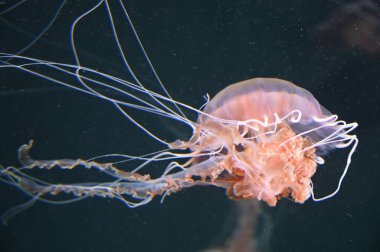 Su Altında Okyanus, Mercan Resifi ve Balıklar