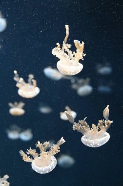 Su Altında Okyanus, Mercan Resifi ve Balıklar