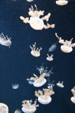 Su Altında Okyanus, Mercan Resifi ve Balıklar