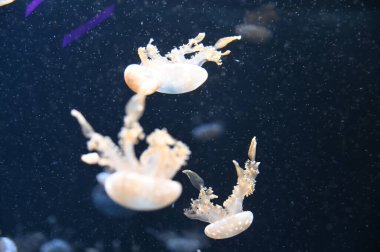 Su Altında Okyanus, Mercan Resifi ve Balıklar