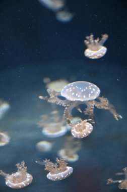 Su Altında Okyanus, Mercan Resifi ve Balıklar