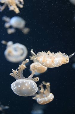 Su Altında Okyanus, Mercan Resifi ve Balıklar