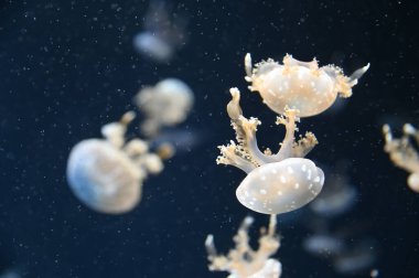 Su Altında Okyanus, Mercan Resifi ve Balıklar