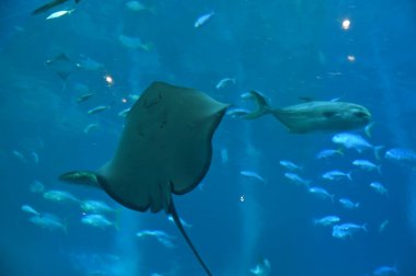 Su Altında Okyanus, Mercan Resifi ve Balıklar