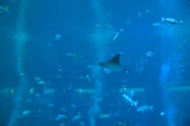 Su Altında Okyanus, Mercan Resifi ve Balıklar