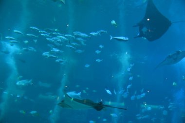 Su Altında Okyanus, Mercan Resifi ve Balıklar