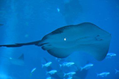 Su Altında Okyanus, Mercan Resifi ve Balıklar