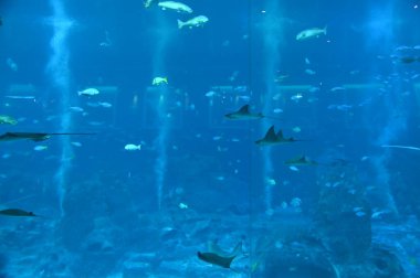 Su Altında Okyanus, Mercan Resifi ve Balıklar