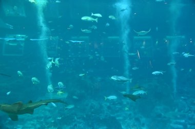 Su Altında Okyanus, Mercan Resifi ve Balıklar