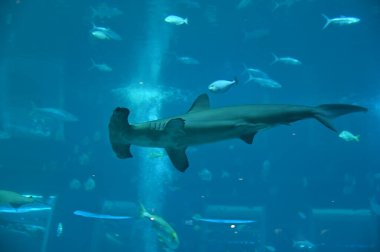 Su Altında Okyanus, Mercan Resifi ve Balıklar