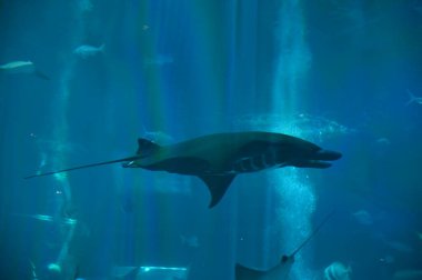 Su Altında Okyanus, Mercan Resifi ve Balıklar