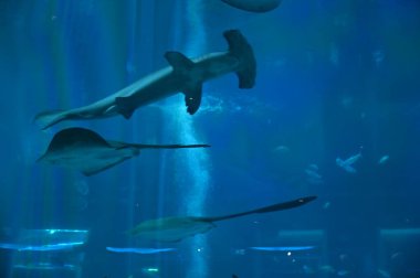 Su Altında Okyanus, Mercan Resifi ve Balıklar